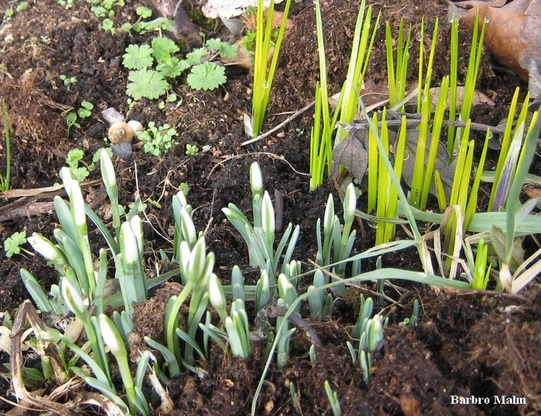 Sn�droppar och krokus