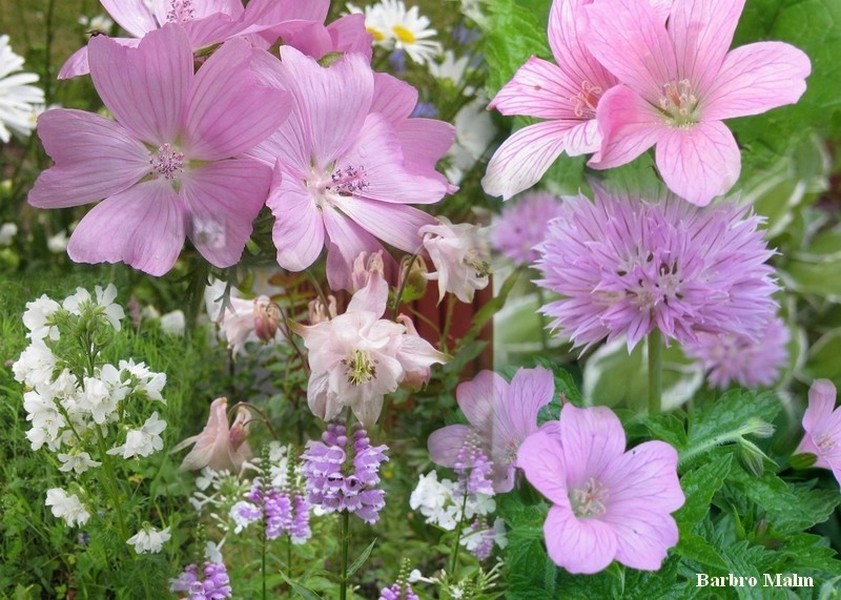 Kollage av sommarblommor