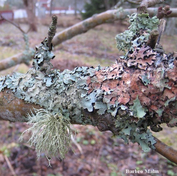 Lav p� �ppeltr�d