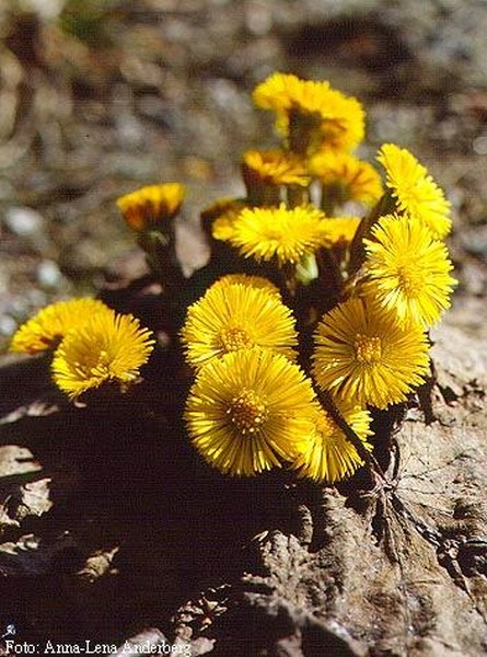 Tussilago