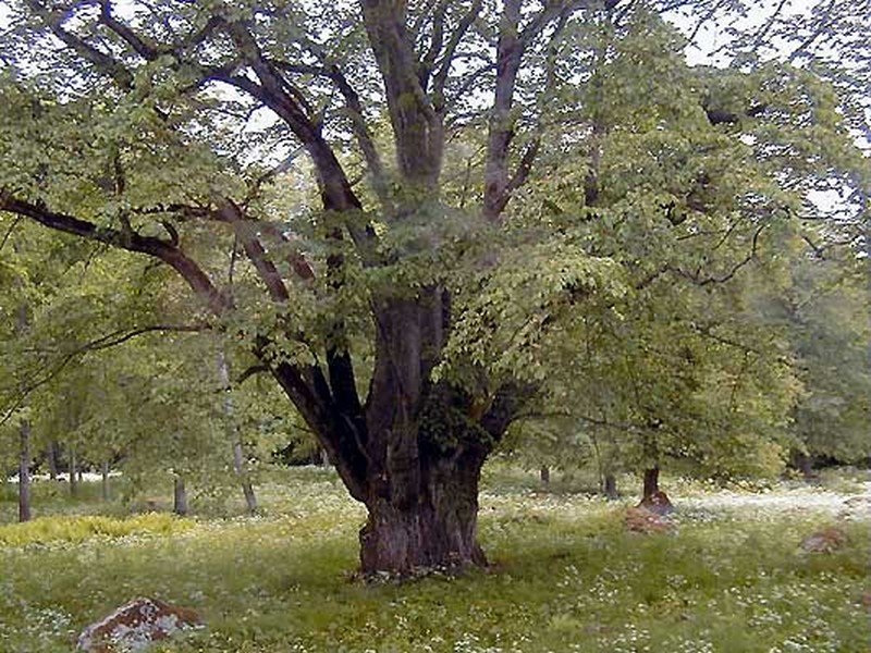 Sveriges storsta alm