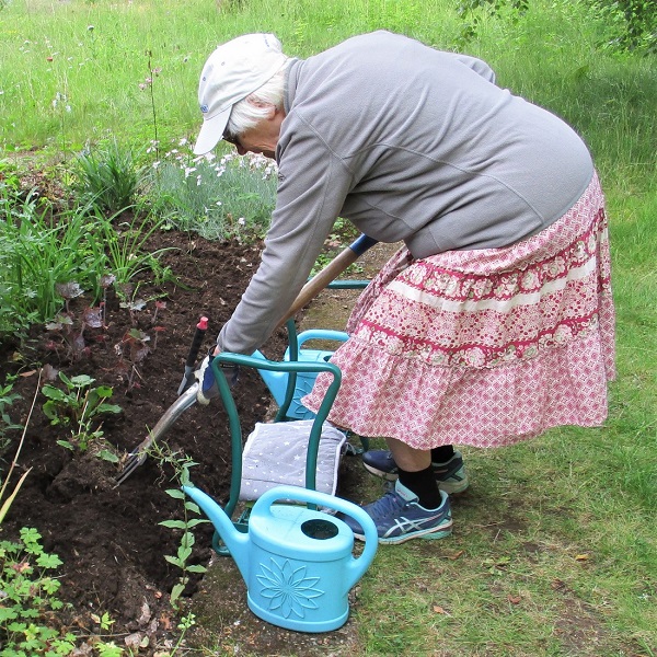 Omplantering av v�xter