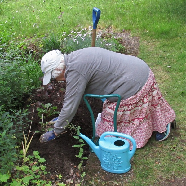 Omplantering av v�xter