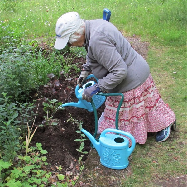 Omplantering av v�xter