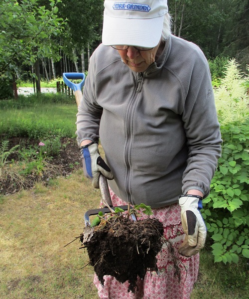 Omplantering av v�xter