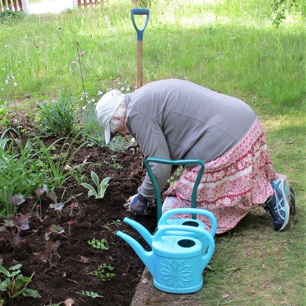 Omplantering av v�xter