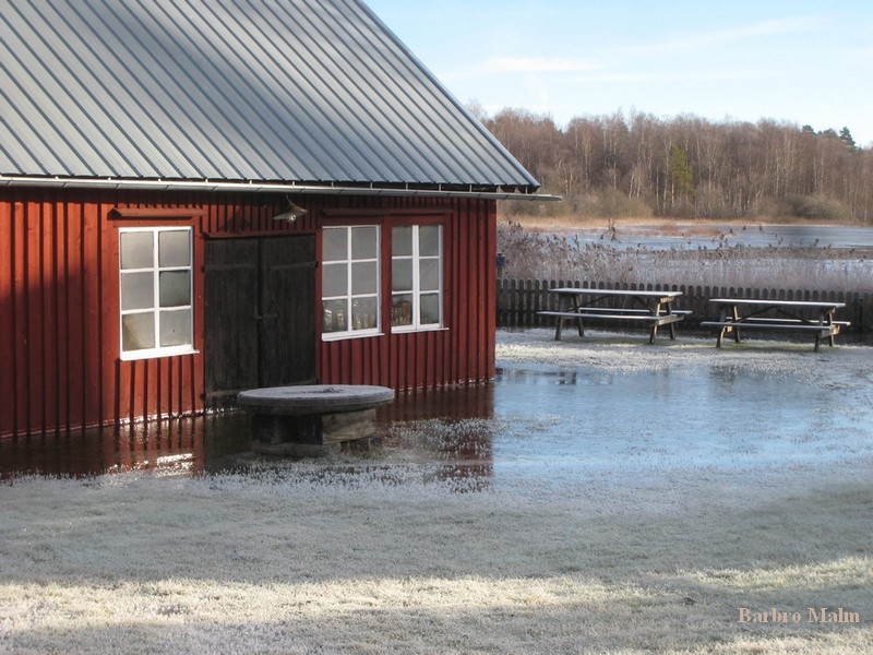 Bulsj��n sv�mmar �ver vid �sterfors smedja