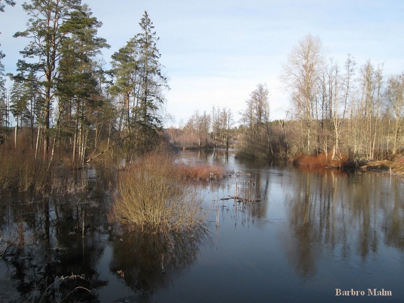 Bulsj��n sv�mmar �ver vid �sterfors