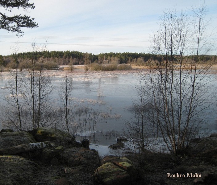 Bulsj��n sv�mmar �ver mellan Oppreda och �sterfors