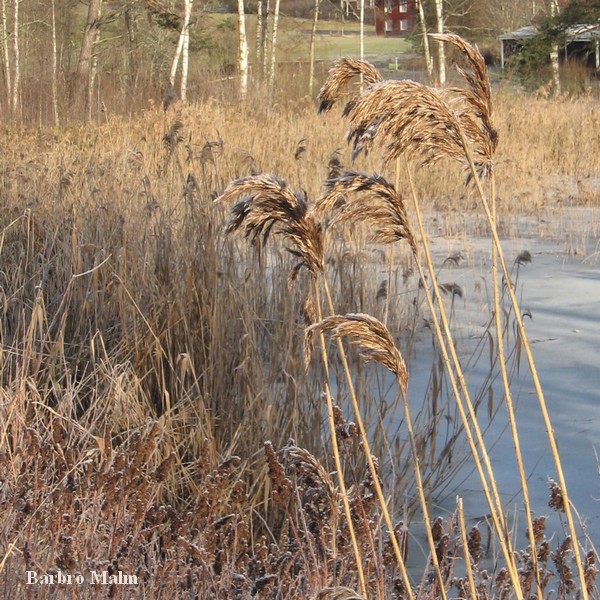 Vass i damm vid �sterfors