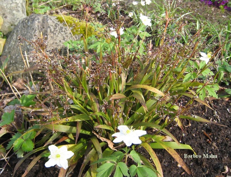 Vitsippor och v�rfryle