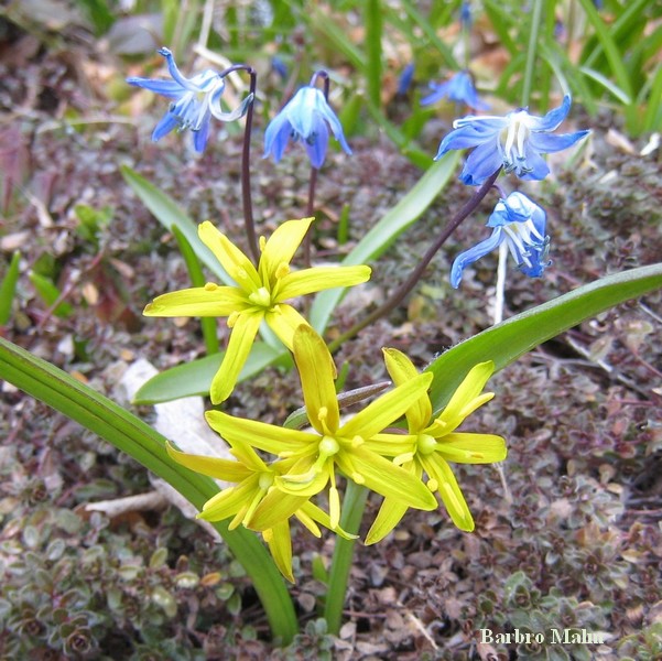 V�rl�k och scilla