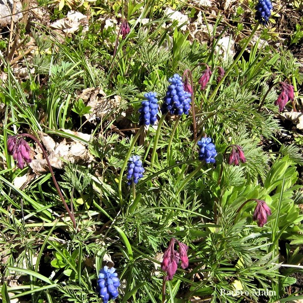 P�rlhyacint och f�nrikshj�rta