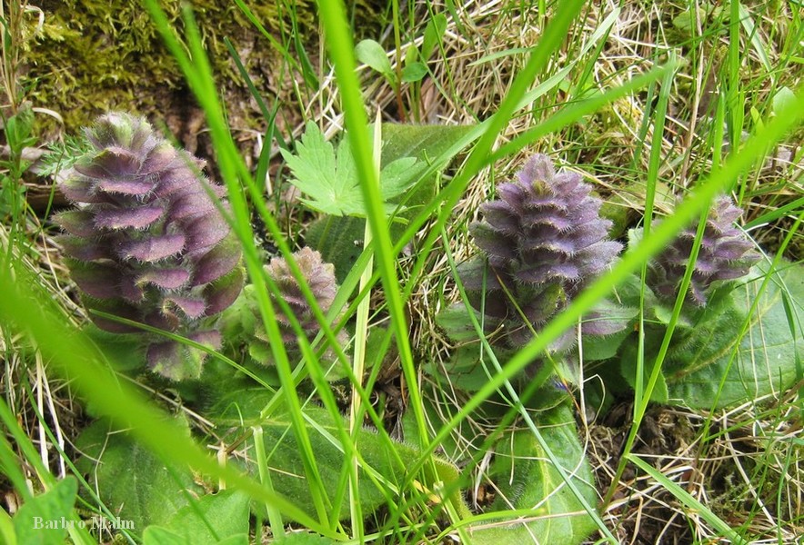Bl�suga (Ajuga pyramidalis)