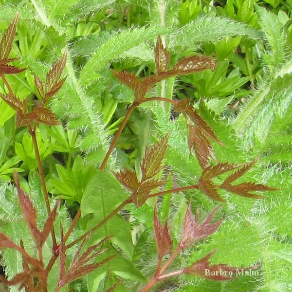 Astilbe