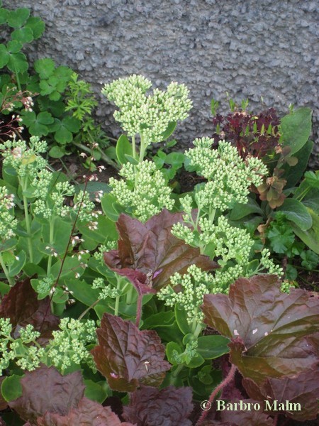 Alunrot och krleksrt