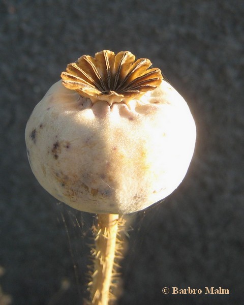 Frstllning av vallmo