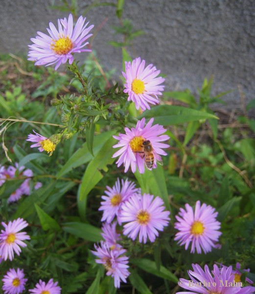 Honungsbi p� h�staster