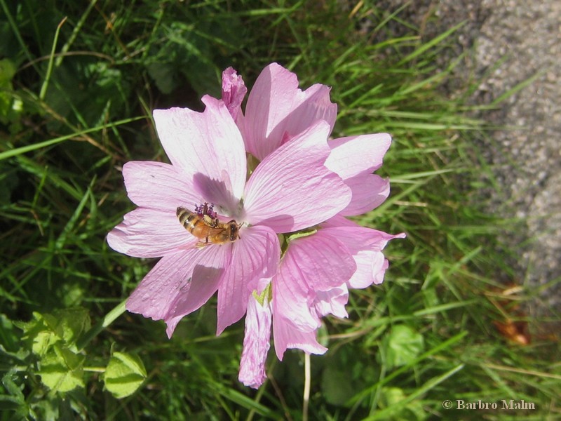 Honungsbi p� malva
