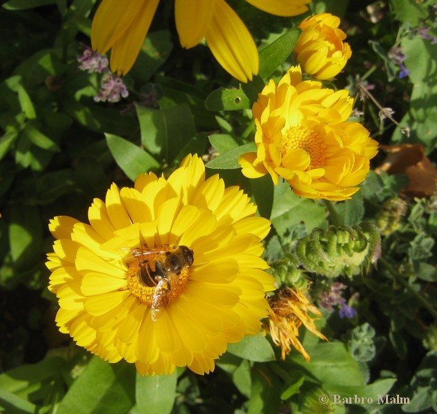 Storslamfluga p� ringblomma