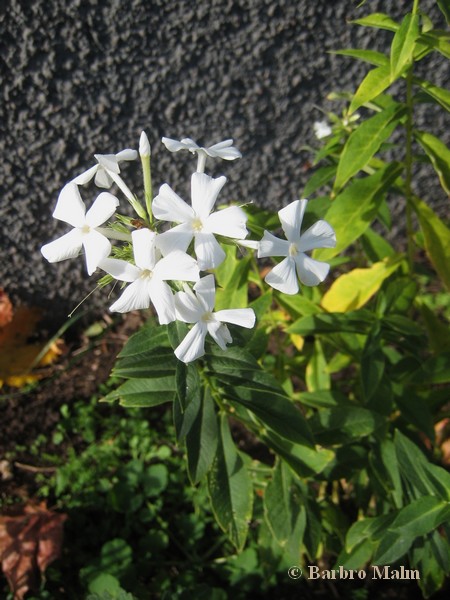 H�stflox