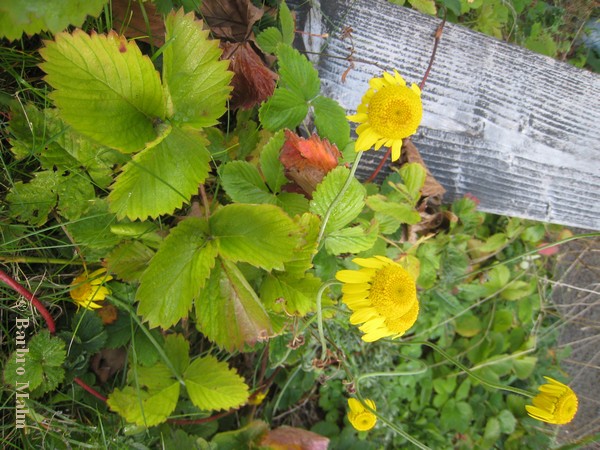 F�rgkulla bland smultronblad