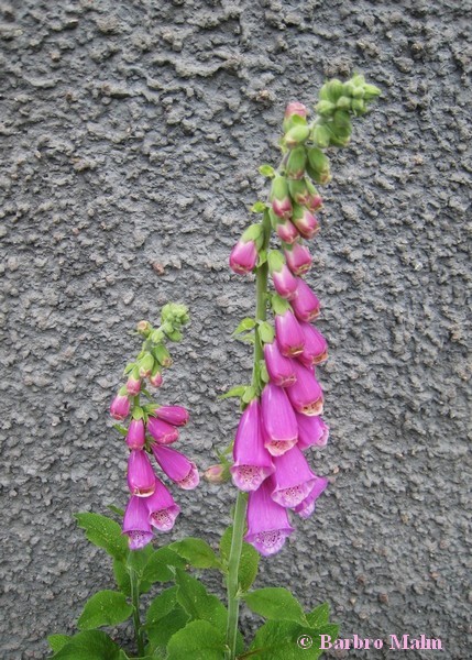 Fingerborgsblomma