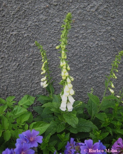 Fingerborgsblomma