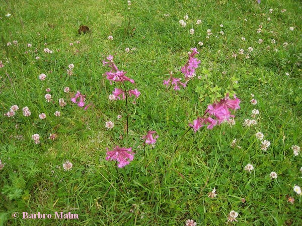 Tj�rblomster