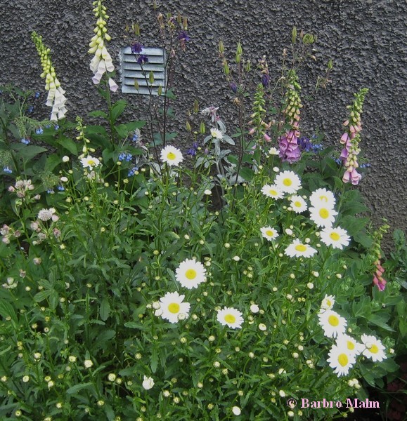 Rabatt med f�rsommarblommor