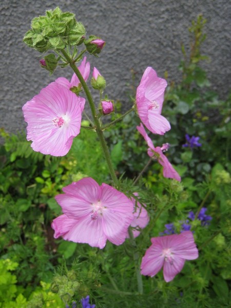 Malva