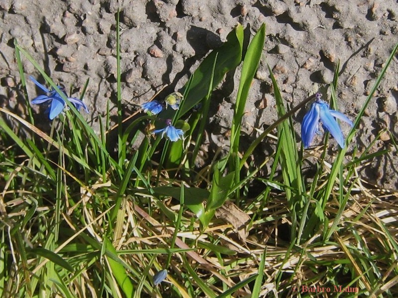 Scilla