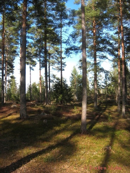 Skog