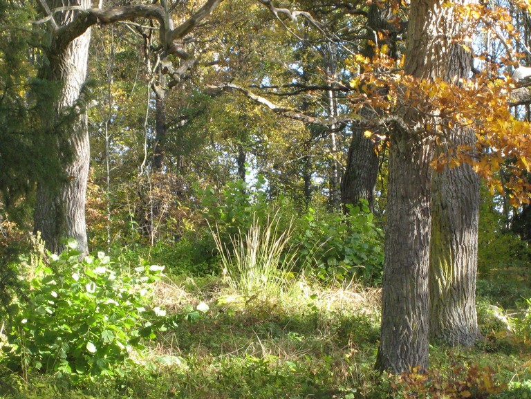 Vlkommen till Libbersmora ekhage!