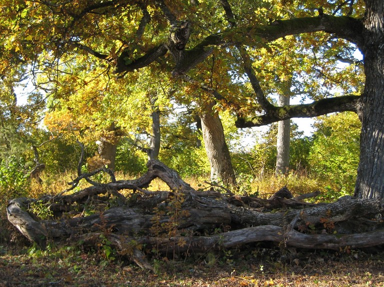 Lgor i Libbersmora ekhage