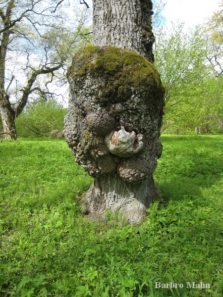Libbersmora ekhage