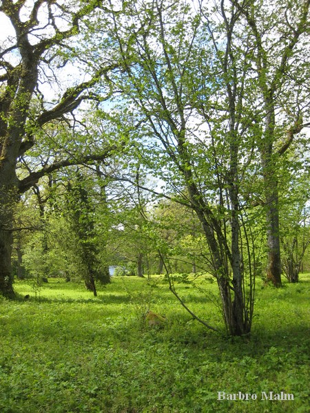 Libbersmora ekhage
