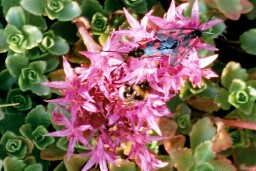 Allm�n bastardsv�rmare