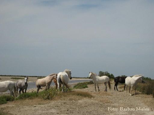 Vita h�star i Camargue