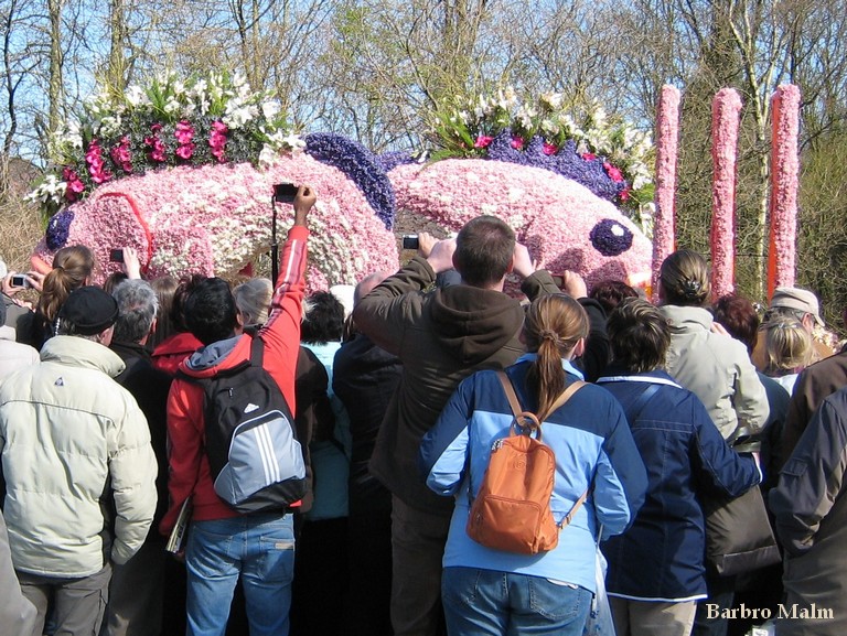 Blomstert�get vid Keukenhof