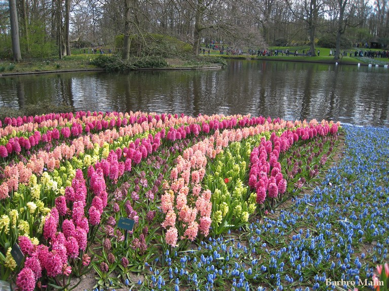 Hyacinter i Keukenhof
