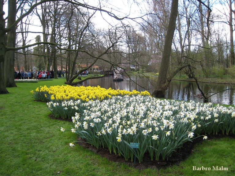 Narcisser i Keukenhof
