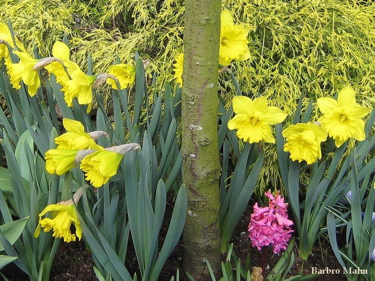 P�skliljor i Keukenhof