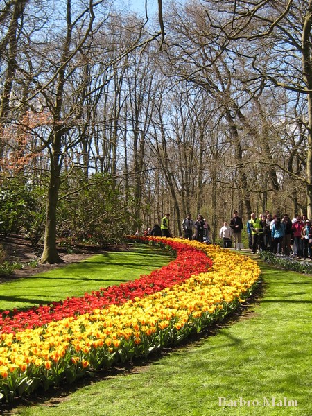 Tulpaner i Keukenhof