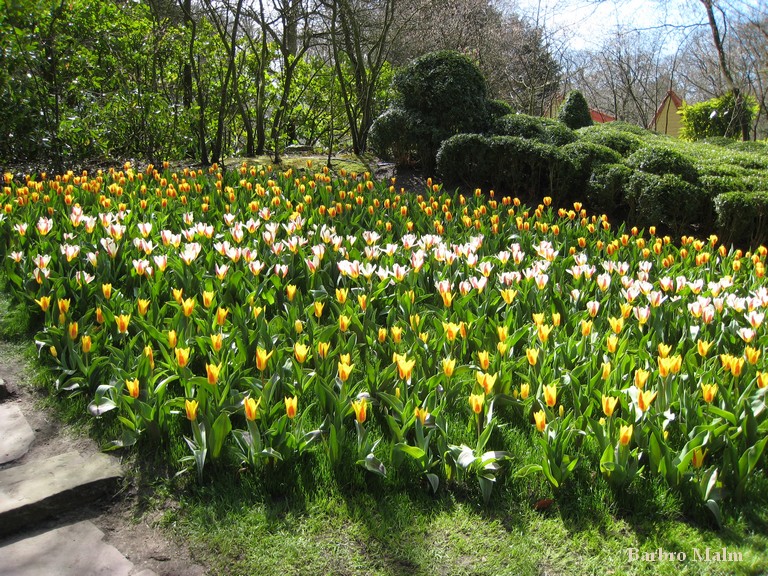 Tulpaner i Keukenhof