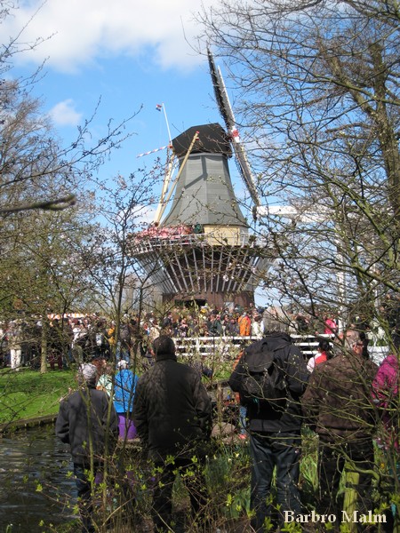 V�derkvarn i Keukenhof