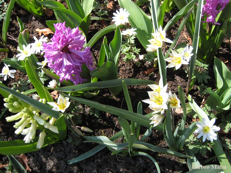 V�rblommor i Keukenhof