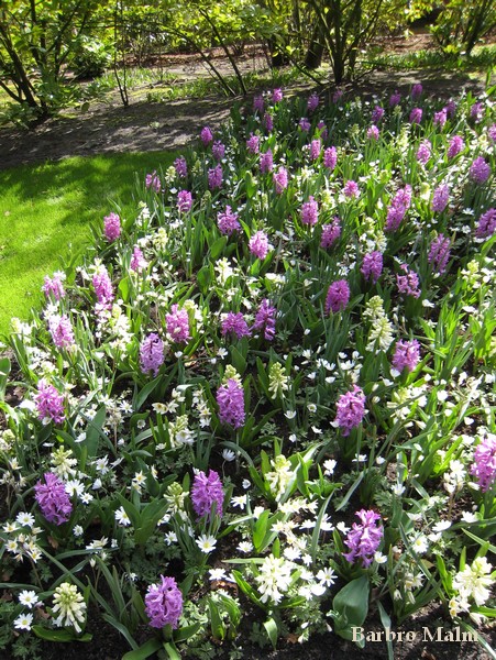 V�rblommor i Keukenhof